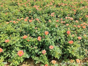 秋季月季花再開爆，要做好夏季工作