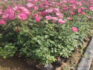 地栽月季在春秋季節(jié)能施復(fù)合肥嗎？