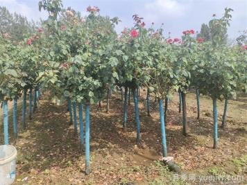 南陽(yáng)樹(shù)狀月季網(wǎng)上交易成功，900棵出嫁杭州蕭山