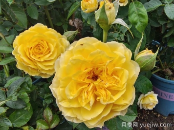 月季花的基本知識有哪些？