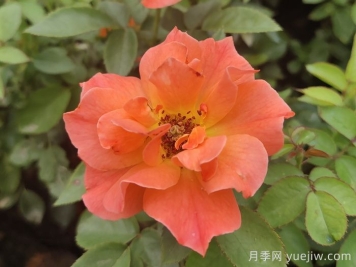 做足功課，迎接杭州人的高架月季專屬浪漫