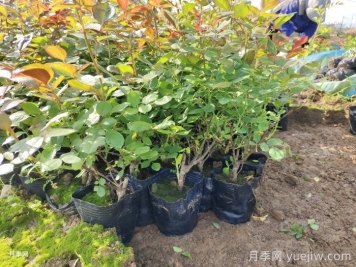 四月園林綠化苗木養(yǎng)護(hù)要點