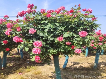 春季栽植，怎樣才能避免月季樹假活？