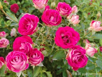 月季花春季施肥過多怎么辦？