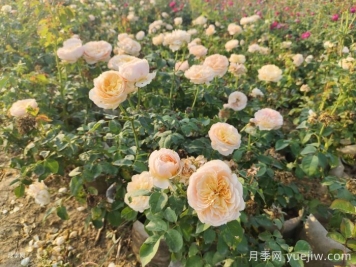 月季新葉卷曲枯萎的原因是什么？