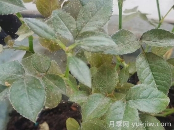 春季月季爆發(fā)紅蜘蛛了，該怎么辦？