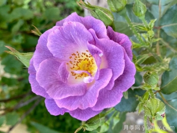 藍(lán)玫瑰代表什么意思？