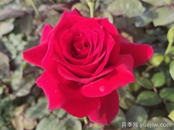 月季花有什么顏色？花色總結(jié)