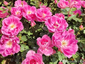 四月種月季花，種植養(yǎng)護(hù)要點(diǎn)告訴你