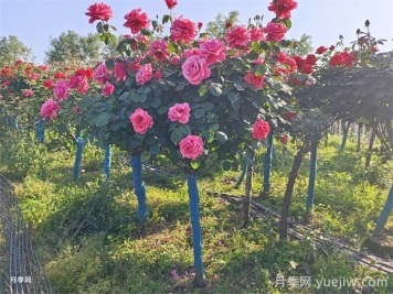 購買5公分樹狀月季時，如何判斷其品質(zhì)的好壞？