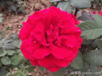 茶花女月季與梅朗口紅月季的區(qū)別是什么？