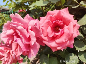 緋扇月季和粉扇月季哪個更受歡迎？