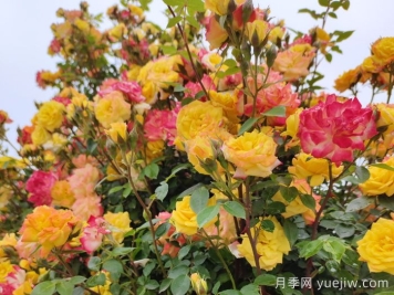 藤彩虹月季和微彩虹月季的區(qū)別？