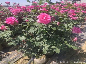 月季栽植的具體步驟有哪些？