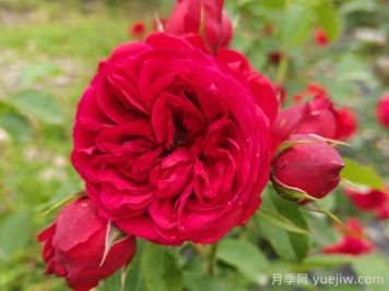盆栽本是月季，花束卻叫玫瑰