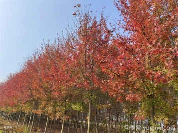 五角楓生長環(huán)境、種植技術(shù)與管理方法