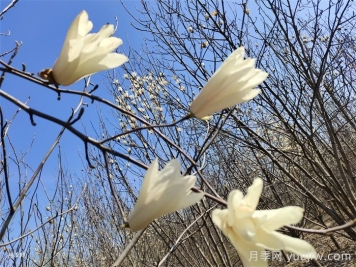 7種常見玉蘭花的分辨