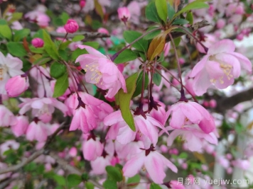 垂絲海棠和西府海棠有什么區(qū)別？
