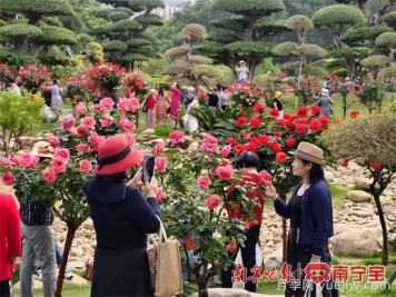 南寧南湖公園，2萬株月季盛放的夢幻花園