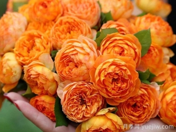 蜂蜜焦糖月季有哪些優(yōu)缺點(diǎn)？