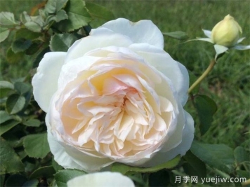 波萊羅月季的優(yōu)缺點(diǎn)是什么？