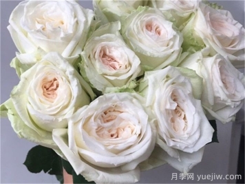 白哈娜月季的優(yōu)缺點(diǎn)是什么？