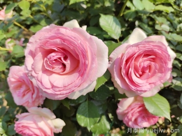 想體驗坐擁花海，6款藤本月季助你春花無憂