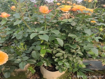 月季強(qiáng)筍爆長會(huì)影響開花嗎？