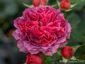 朱砂碗月季的優(yōu)缺點(diǎn)是什么？