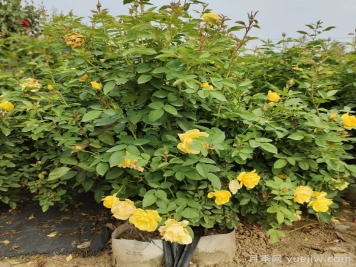 一開(kāi)花就垂頭，這類月季怎么調(diào)教？