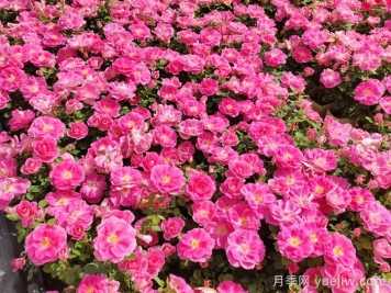 花苞透色和月季花期需要施肥嗎？
