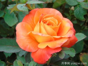 無畏月季/勇敢
