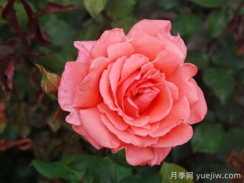 和聲月季/和諧/管弦樂(lè)隊(duì)