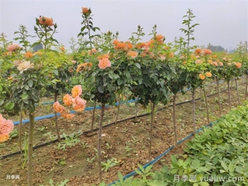 哪種樹狀月季開花多花期長？