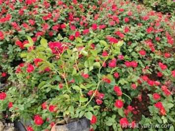 教你如何養(yǎng)好月季花？
