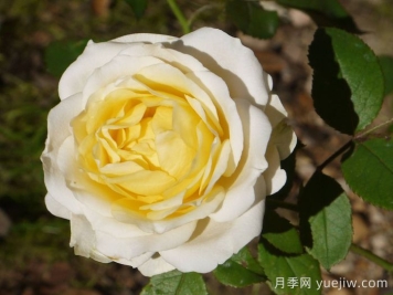 無(wú)限永遠(yuǎn)月季/英菲尼迪