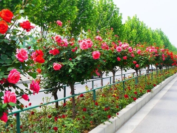 為什么城市建設鐘愛月季大道？