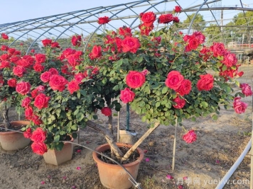 盆景樹狀月季的養(yǎng)護(hù)管理辦法