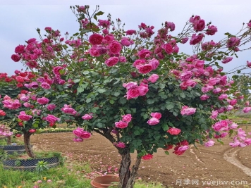 樹(shù)狀月季是喬木還是灌木？