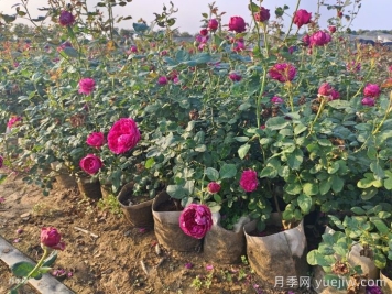 剛移栽的月季怎么澆水？