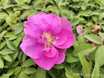 四季玫瑰花多少錢一盆？