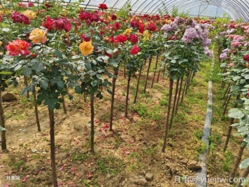 棒棒糖月季苗什么時候種好？