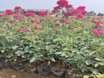 月季苗什么時候移栽好？夏天能買月季苗么？