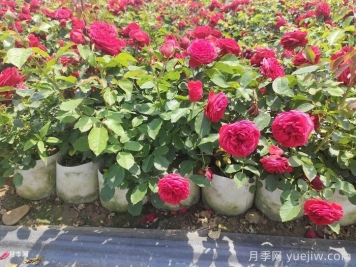 月季苗什么季節(jié)種植最好？春秋季種月季注意點(diǎn)