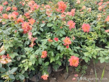 月季苗小不要緊，教你半年長成兩加侖開爆花