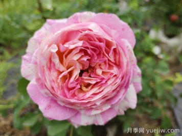 推薦6款條紋月季品種，別致美麗吸引眼球