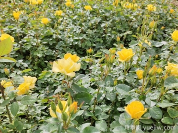 月季的花蕾不長是什么原因？