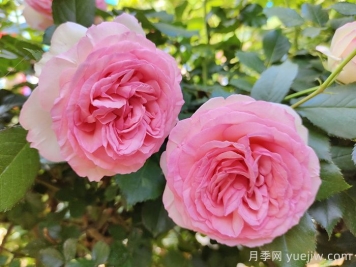 月季枯萎了還能活過來嗎？月季花垂頭了怎么補救？