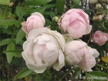 月季花長(zhǎng)蟲子可以撒石灰嗎？