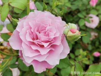 月季花不對版是什么意思？
